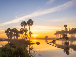 Golden Marsh Awakening