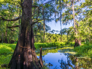 Central Florida Wetlands Vistas