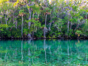Silver Glen Springs Riverscape