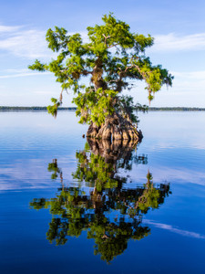 Lone Cypress Reflection