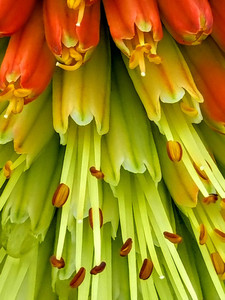 Detail Floral