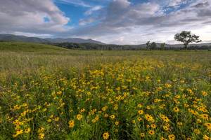 Flowers on the Valley Floor