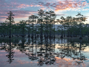 Cypress Sunrise Reflection