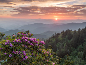 Rhododendron Over the Blue Ridge