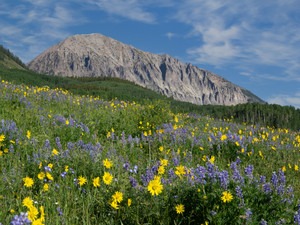 Colorado summer wildflowers