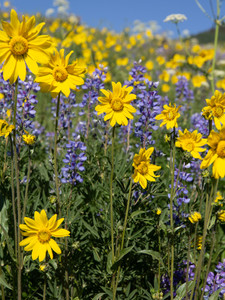 Alpine Wildflowers​