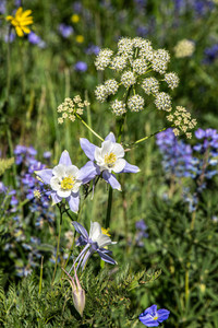 Colorado Mountain Wildflowers