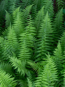 Fern Valley