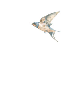 Swallow​