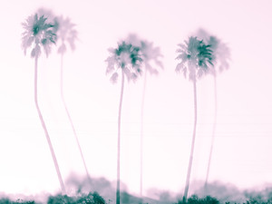 Keep Palm and Carry On