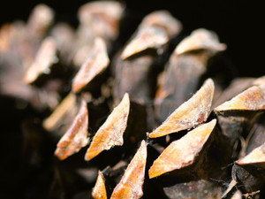Texture of a Pine Cone
