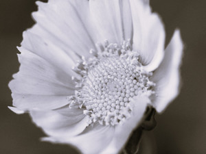 Black and White Coreopsis