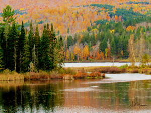 Fall Reflections Metal Print