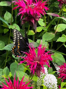 Bee Balm Metal Print