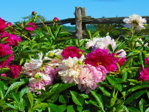 Perfect Summer Metal Print