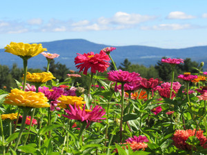 Meadow of Flowers Metal Print