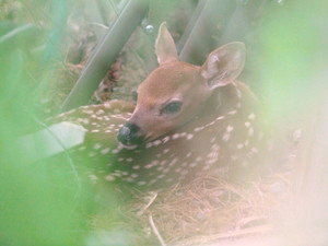 Fawn Resting in the Grass