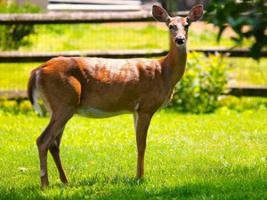 Golden Hour Visitor