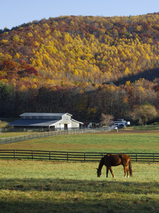 Horse Farm in Suches High Country
