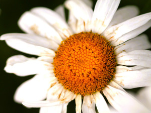 Close-Up of a Daisy