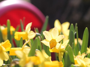 Daffodils in Bloom #2