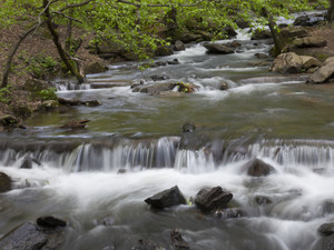 Amicalola Creek​