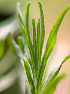 Velvet Sprig