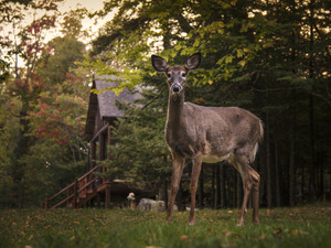 Deer by the Cabin on Moosehead Lake
