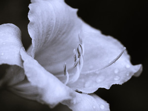 Daylily in Silhouette