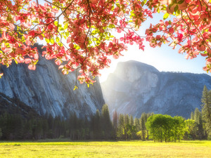 Half Dome Sunrise and Pink Dogwood