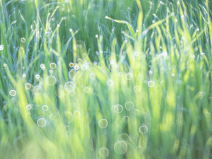 Grass Bubbles, Charles C. Jensen Botanical Garden