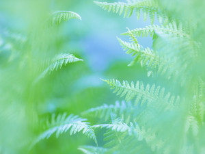 Sequoia Meadow Fern Study 1