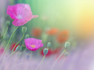 Oriental Poppy Rainbow