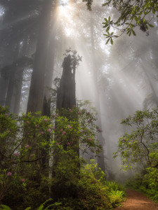 Morning Beams on the Redwood Trail