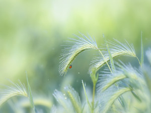 Jensen Botanical Garden Ladybug Macro