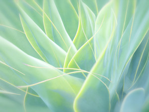 Green Agave Abstract, Maui