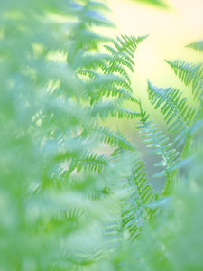 Sequoia Meadow Fern Study 2