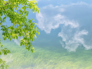 Early Summer Reflections in a Minnesota Pond