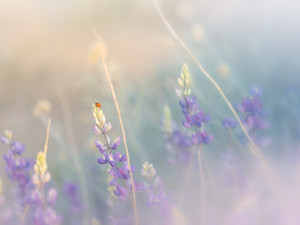 Sleepy Ladybug & Lupine, Eastern Sierra