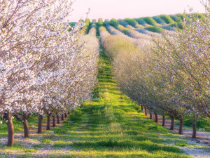 Late Season Yolo County Almond Orchard