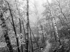 Foggy Fall Forest B/W