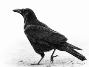 Crow​