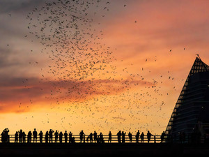 Austin Bat Exodus at Sunset