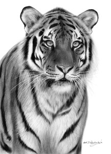 Tiger​​