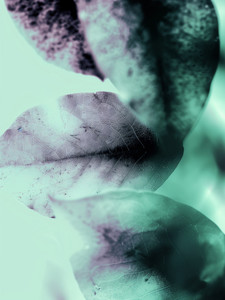 The Tree .1