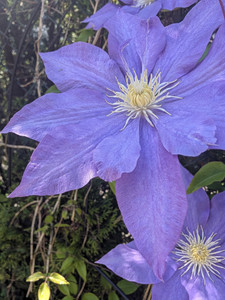 Purple Flowers Majesties