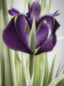 Iris​​​​​​​​​​​​​​​​​​​​​​​