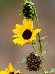Golden Hour Sunflower Trio