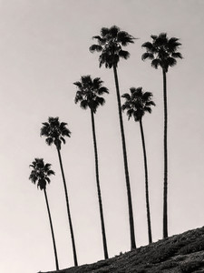 Hollywood Palms​