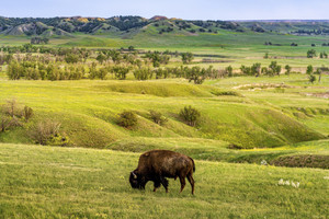 Bison Overlook